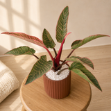 Aglaonema (Chinese Evergreen 万年青) in Ceramic Pot