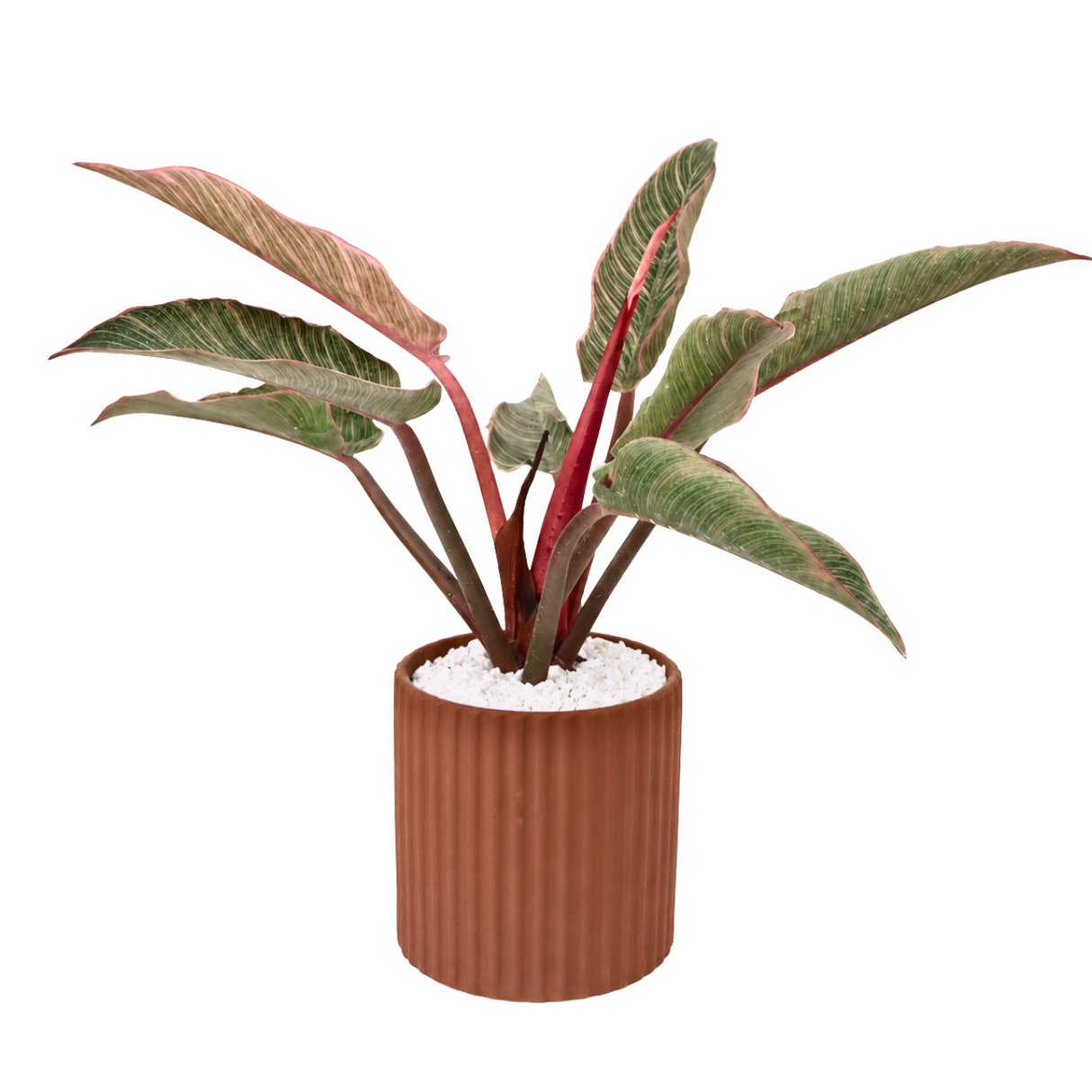 Aglaonema (Chinese Evergreen 万年青) in Ceramic Pot