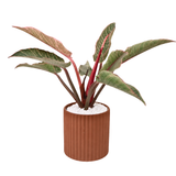 Aglaonema (Chinese Evergreen 万年青) in Ceramic Pot