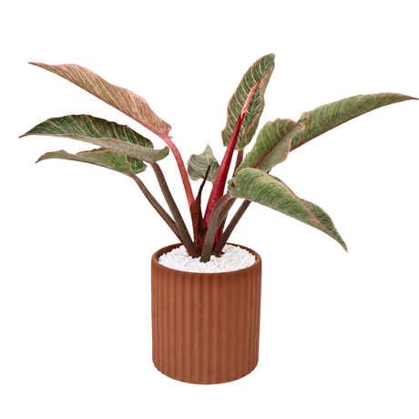 Aglaonema (Chinese Evergreen 万年青) in Ceramic Pot