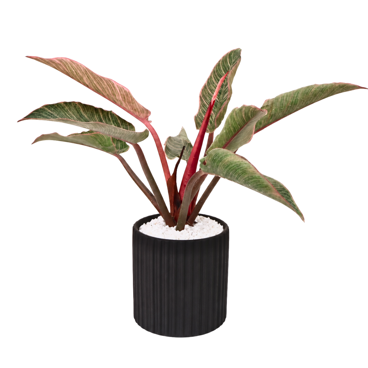 Aglaonema (Chinese Evergreen 万年青) in Ceramic Pot