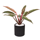 Aglaonema (Chinese Evergreen 万年青) in Ceramic Pot