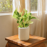 Money Plant (Variegated) in Ceramic Pot (30cm)