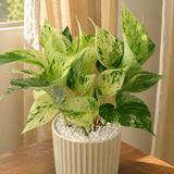 Money Plant (Variegated) in Ceramic Pot (30cm)