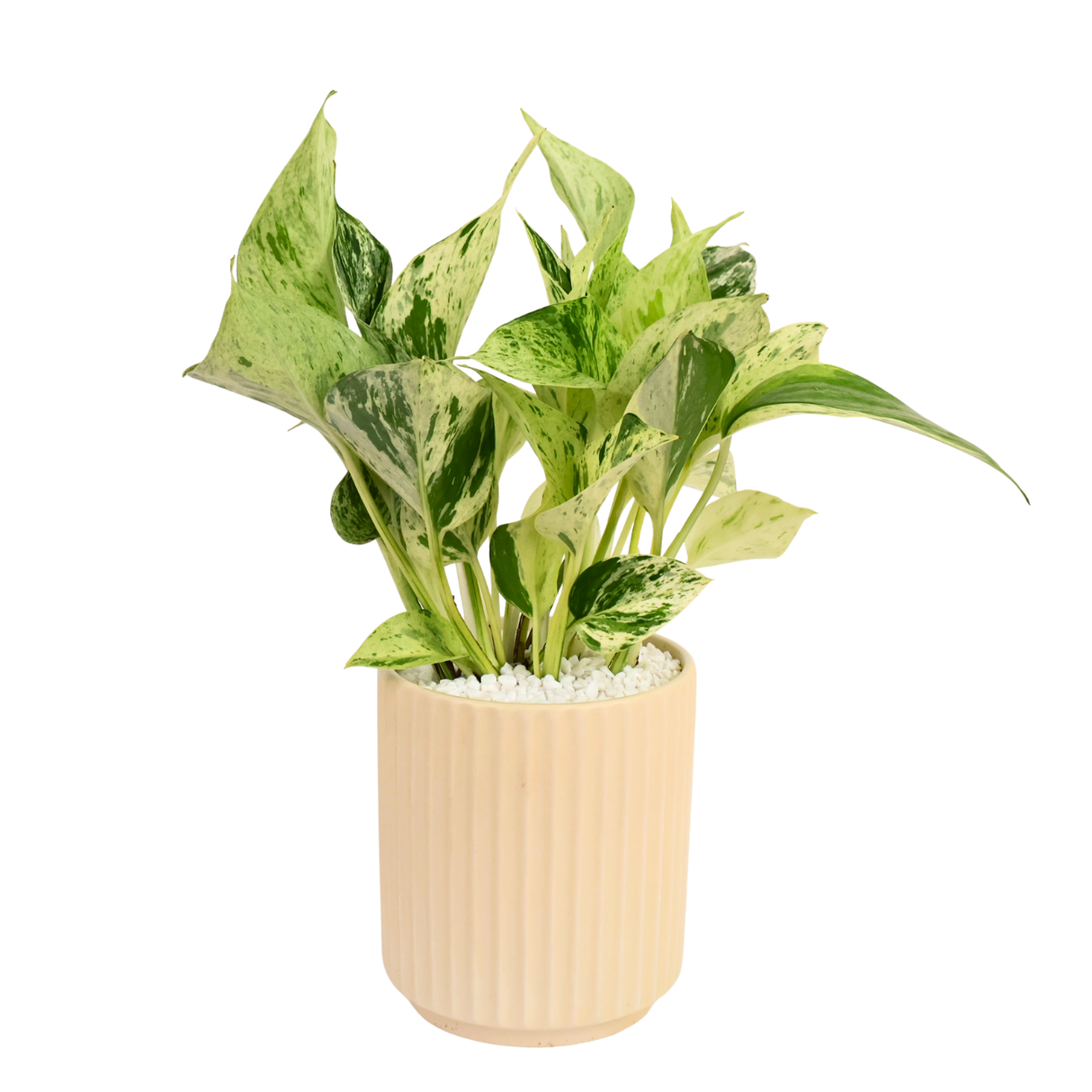 Money Plant (Variegated) in Ceramic Pot (30cm)