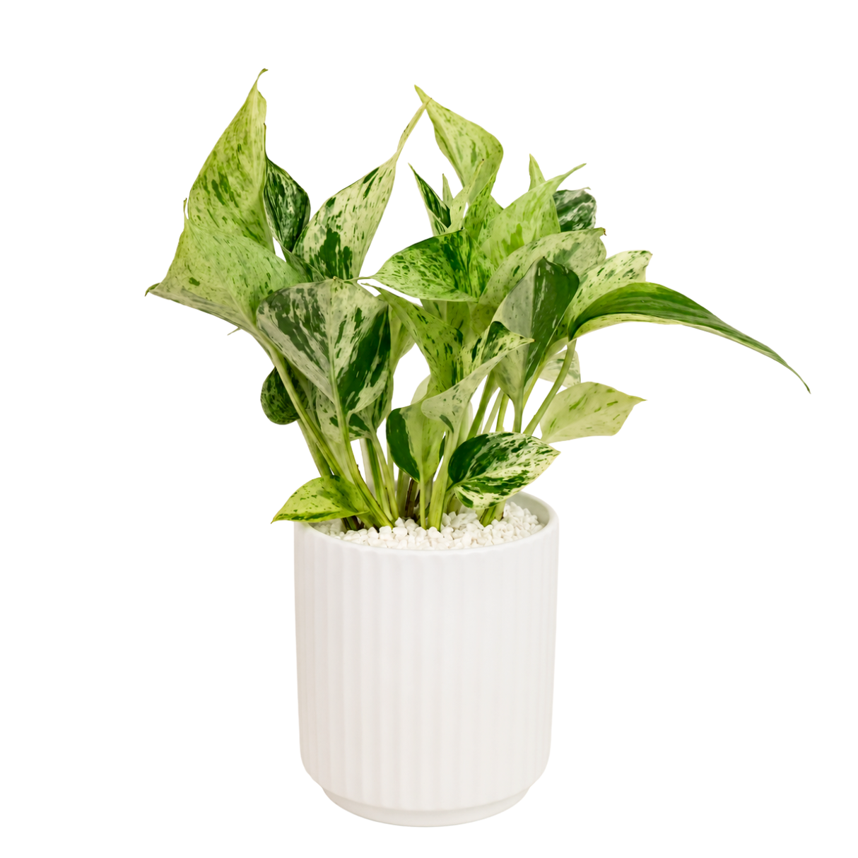 Money Plant (Variegated) in Ceramic Pot (30cm)