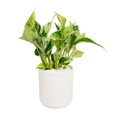 Money Plant (Variegated) in Ceramic Pot (30cm)