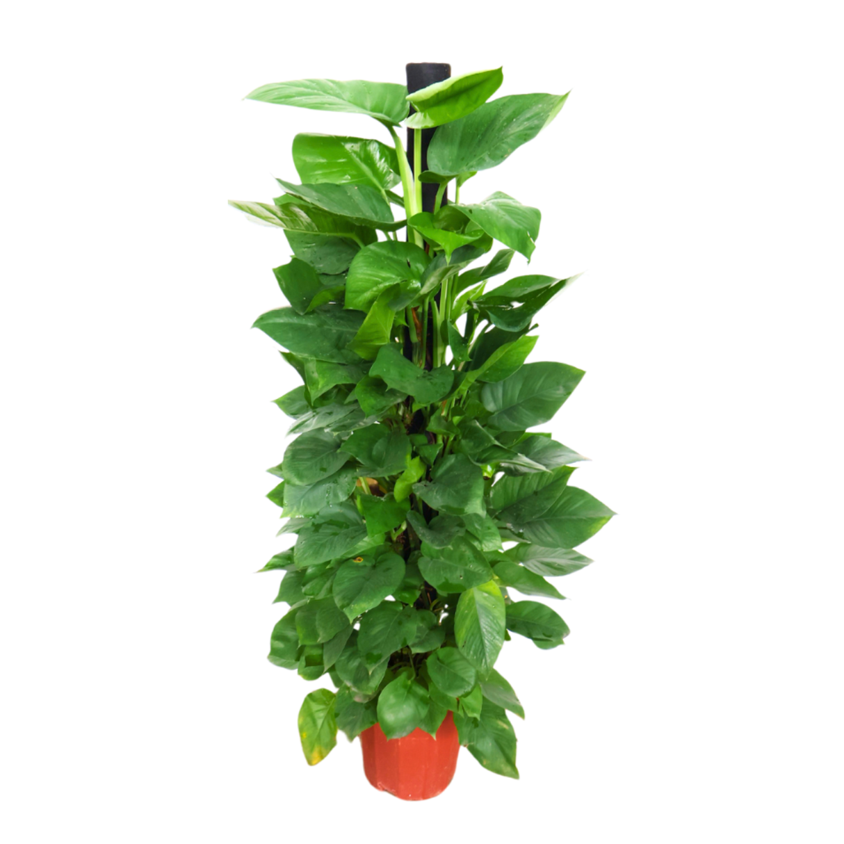 Money Plant (Golden Pothos) - S/M/L