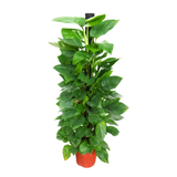 Money Plant (Golden Pothos) - S/M/L
