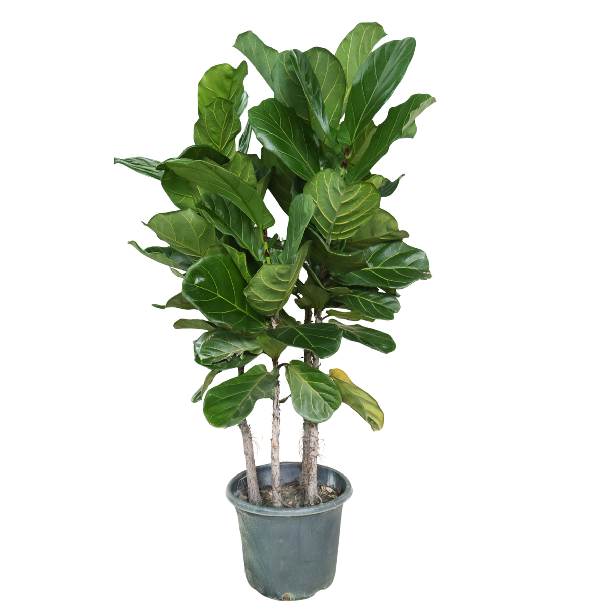 Ficus Lyrata