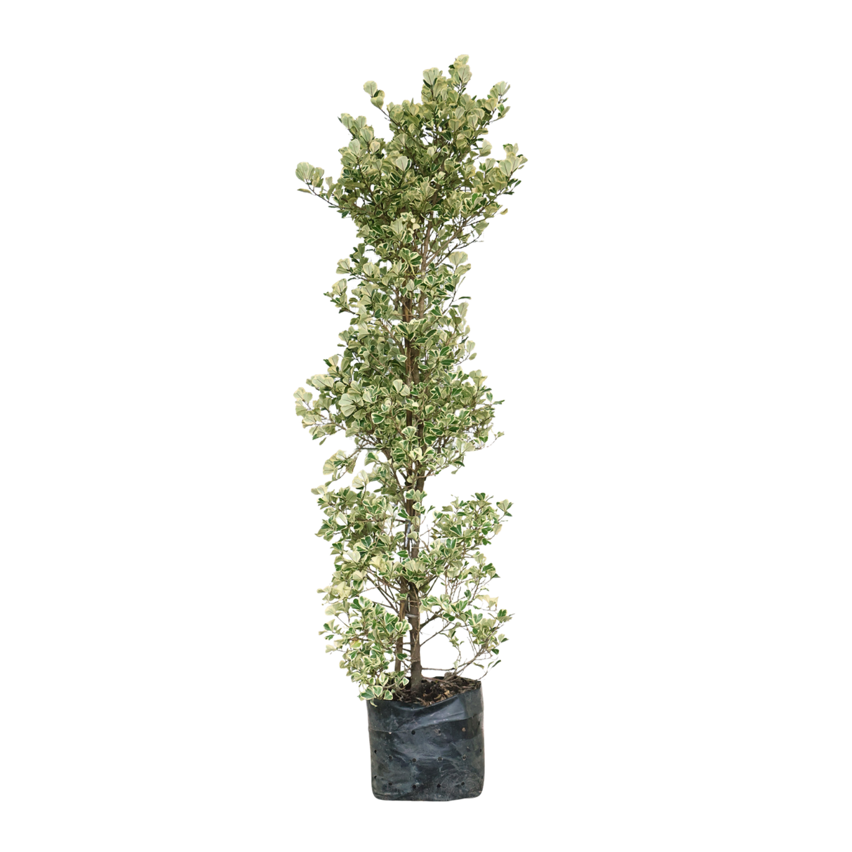 Ficus Triangularis Variegata