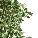 Ficus Triangularis Variegata