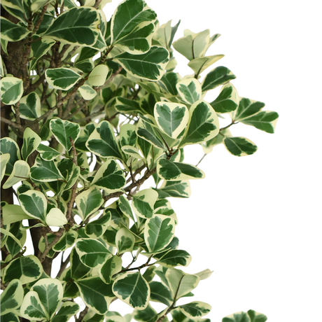 Ficus Triangularis Variegata