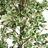 Ficus Triangularis Variegata