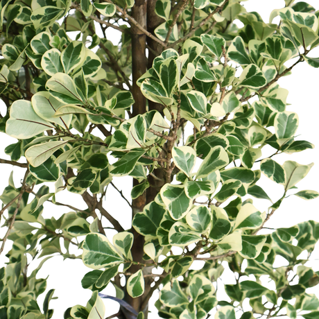 Ficus Triangularis Variegata - Round