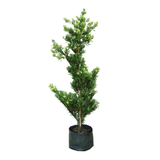Podocarpus (150cm)
