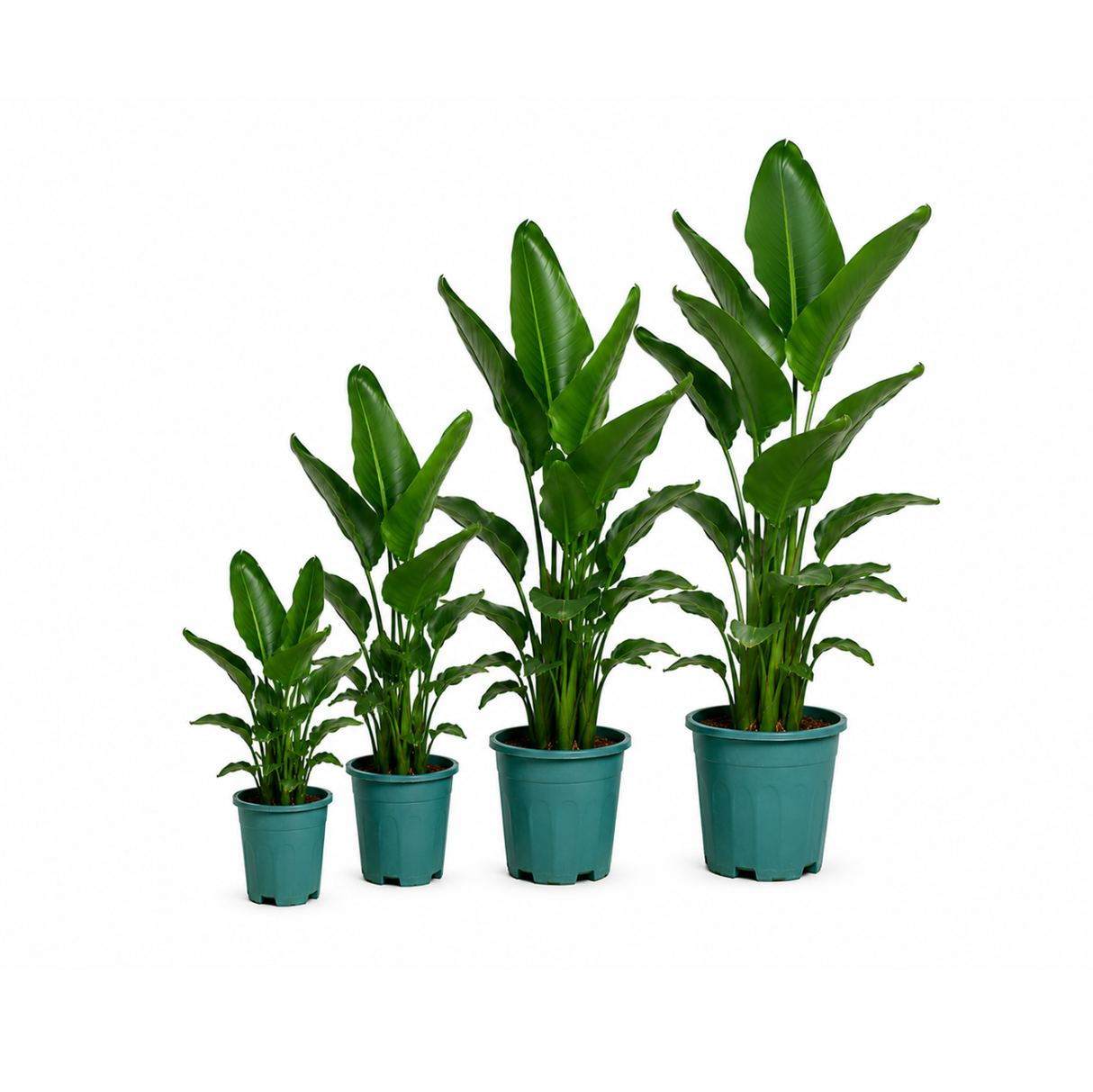 Bird of Paradise Plant