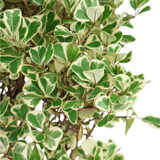 Polyscias Variegata