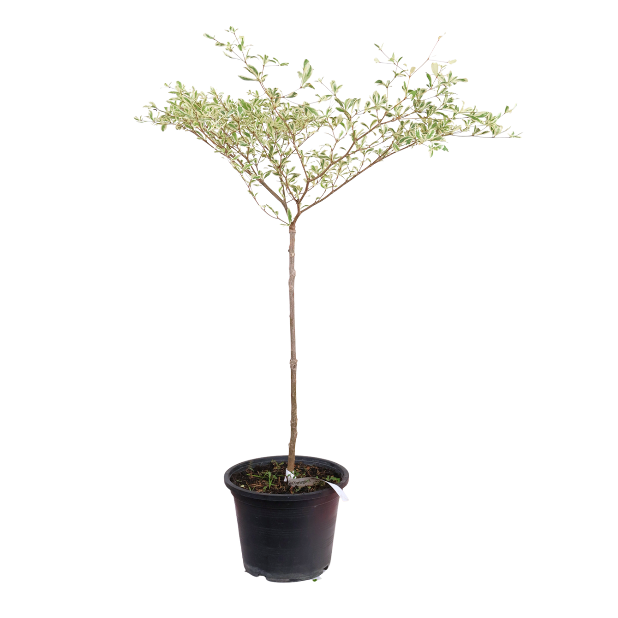 Bucida Variegated