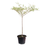 Bucida Variegated