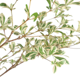 Bucida Variegated