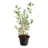 Conocarpus