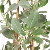 Conocarpus