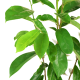 Soursop 红毛榴莲