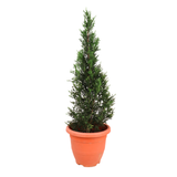 Pencil Pine