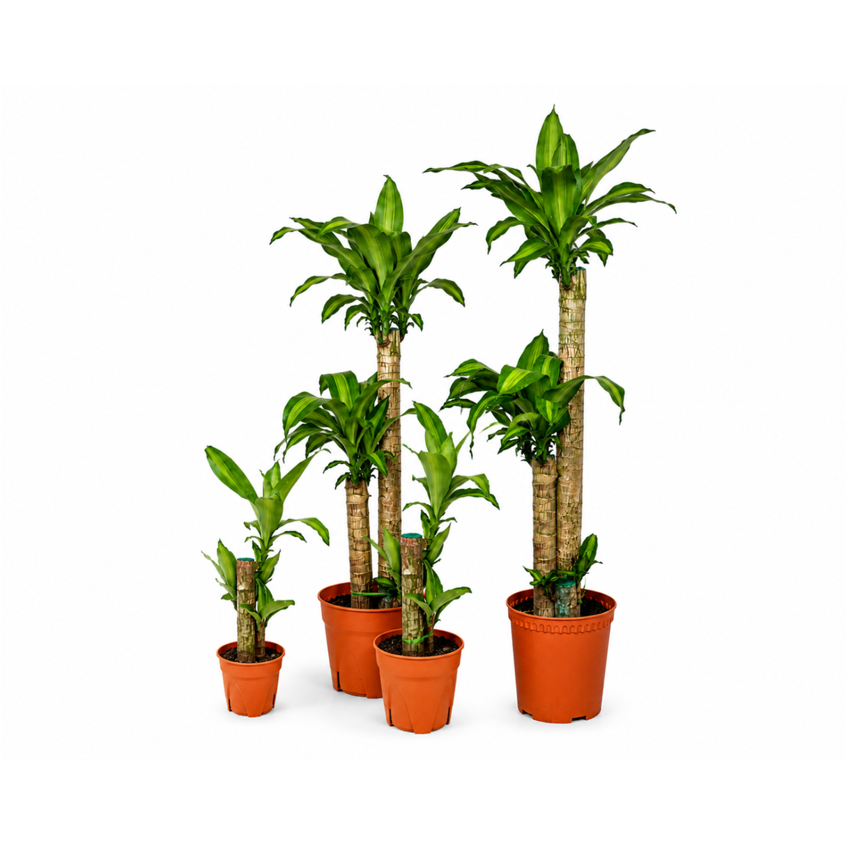 Dracaena Fragrans (Iron Tree)