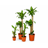 Dracaena Fragrans (Iron Tree)