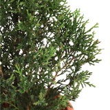 Pencil Pine