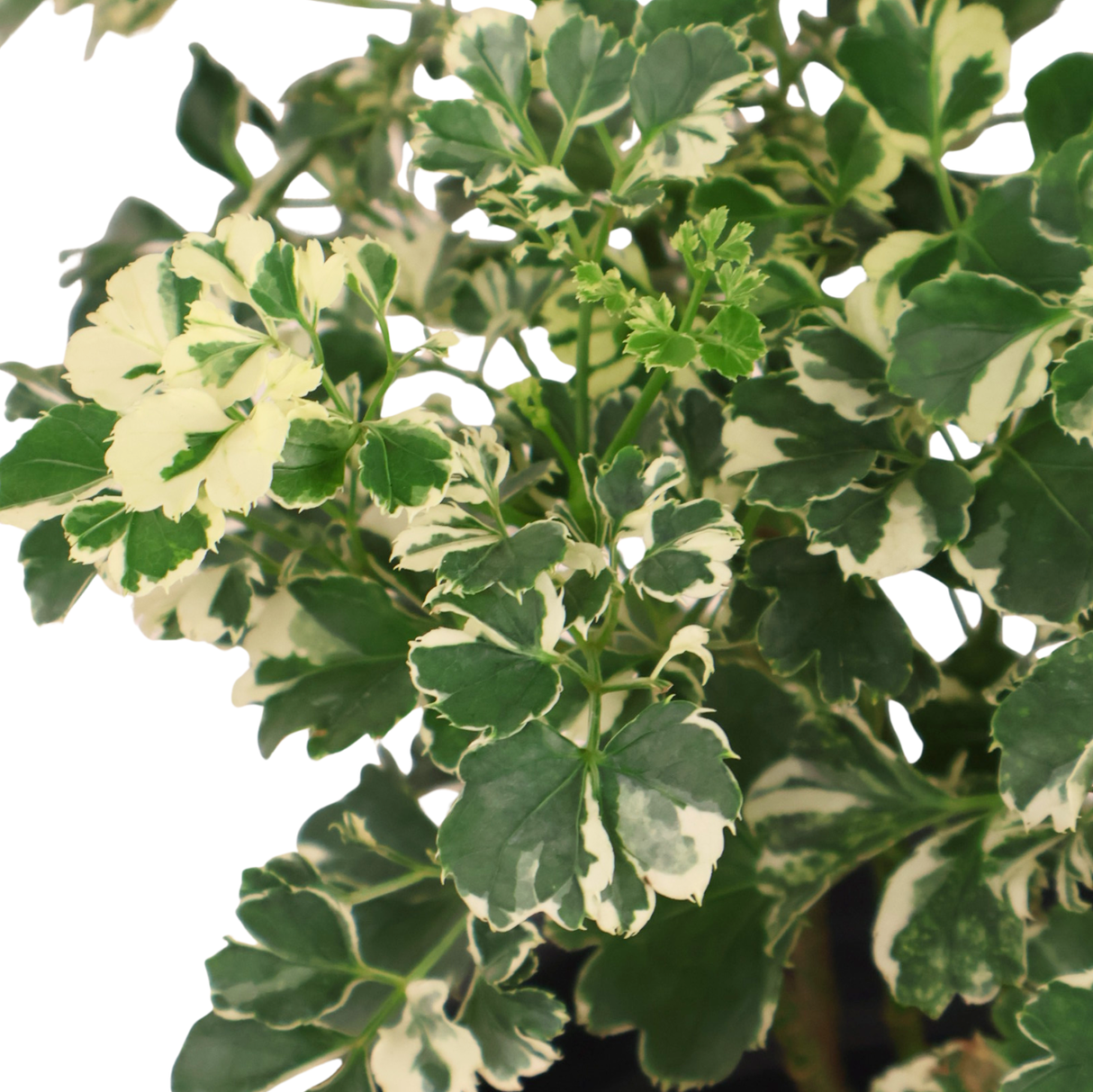 Polyscias Variegata