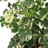 Polyscias Variegata