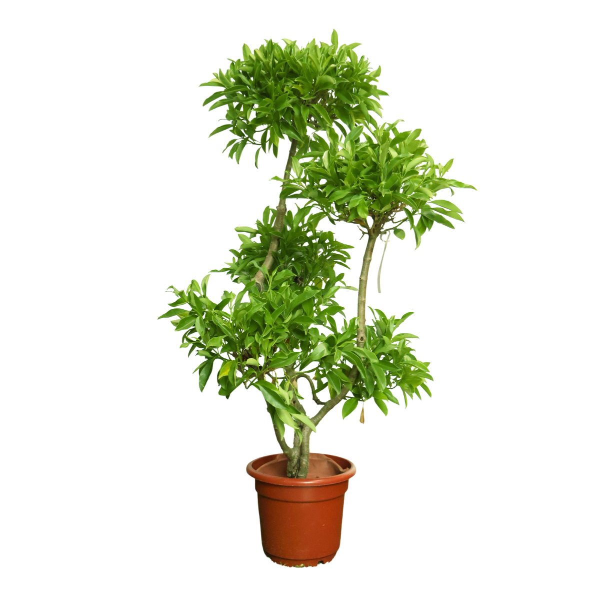 Fagraea Ceilanica