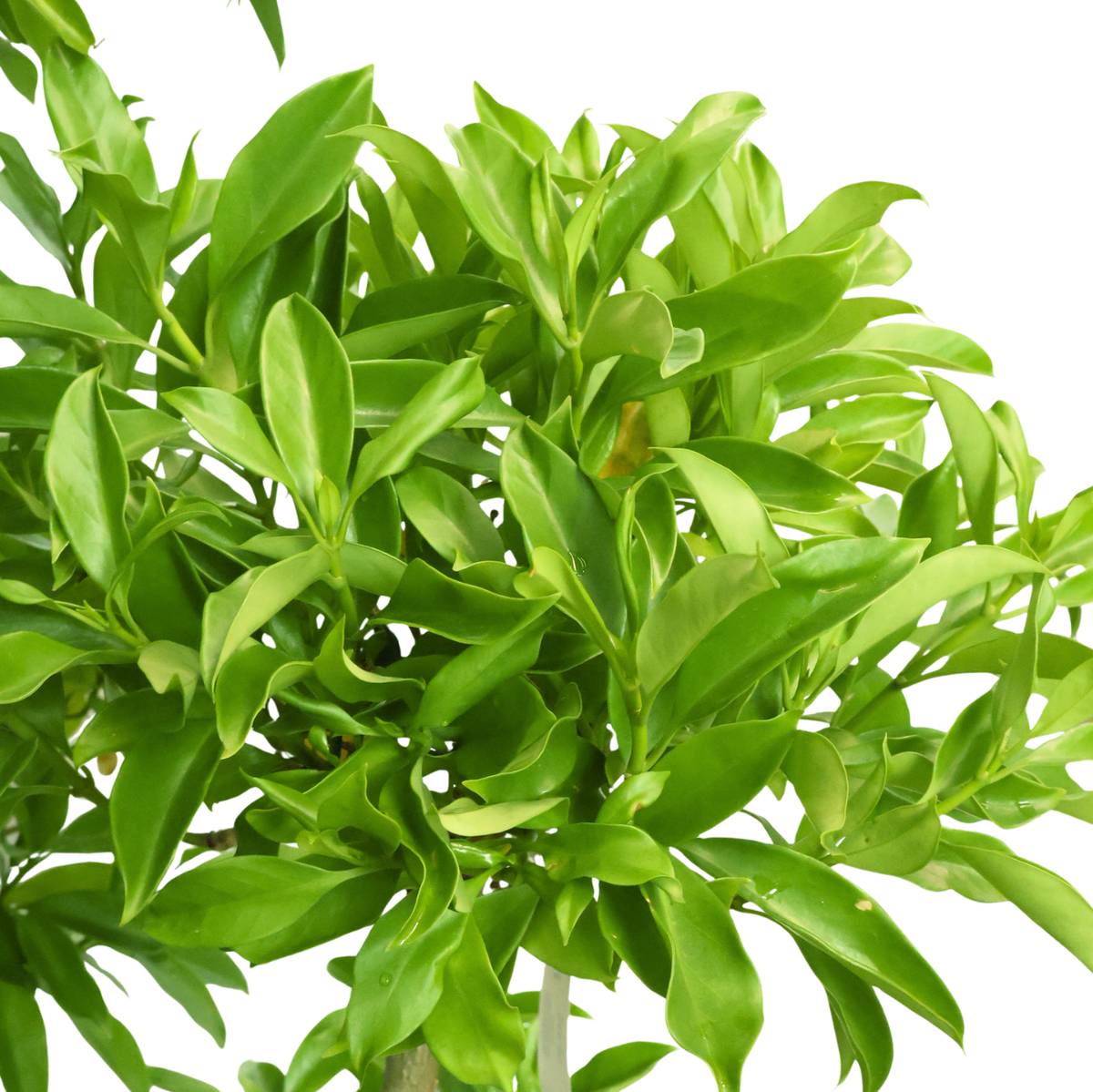 Fagraea Ceilanica