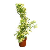 Schefflera Arboricola Variegata