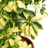 Schefflera Arboricola Variegata