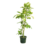 Ficus Altissima
