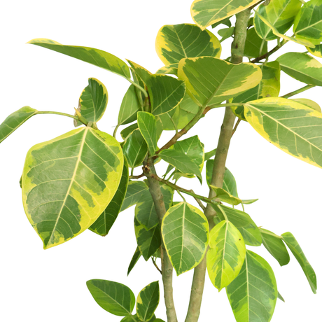 Ficus Altissima