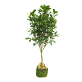 Four Seasons Camellia Plant (四季茶花) 130cm