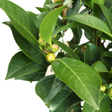 Four Seasons Camellia Plant (四季茶花) 130cm