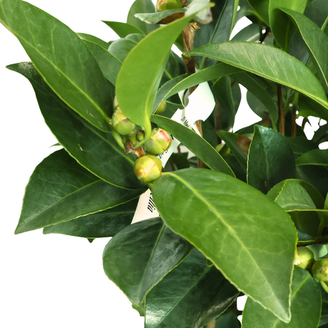 Four Seasons Camellia Plant (四季茶花) 130cm