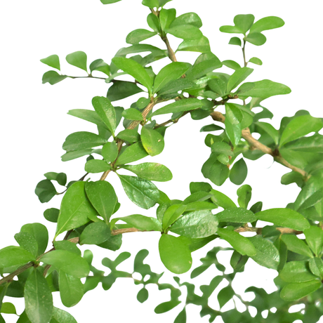 Malpighia Coccigera Bonsai (Singapore Holly)