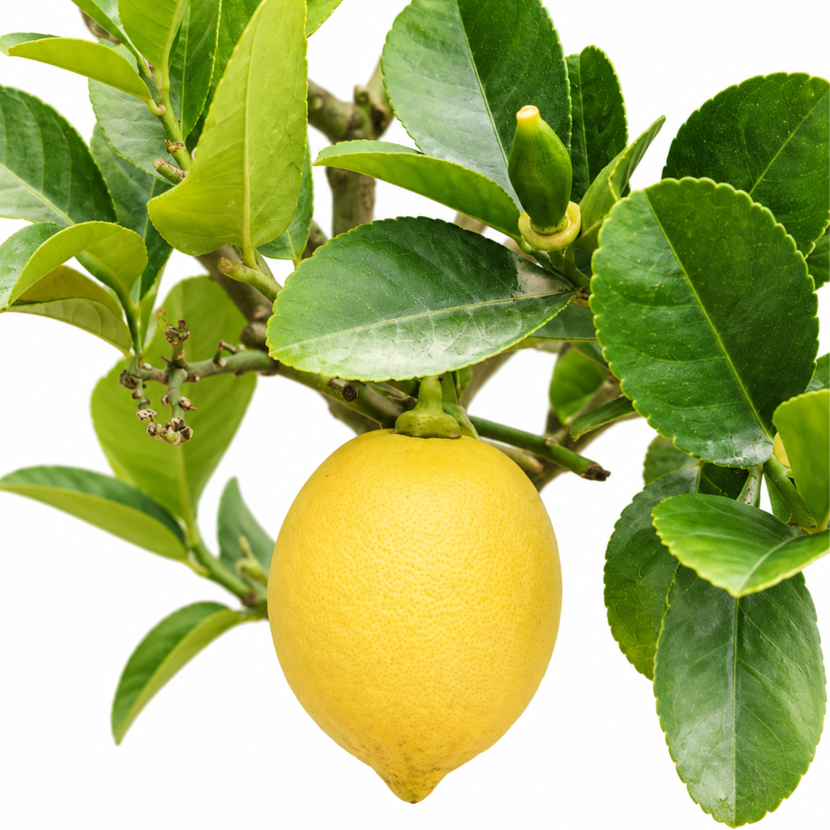 Lemon Tree