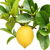 Lemon Tree