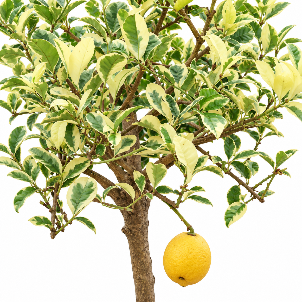 Lemon Tree Variegated