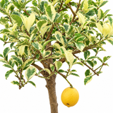Lemon Tree Variegated
