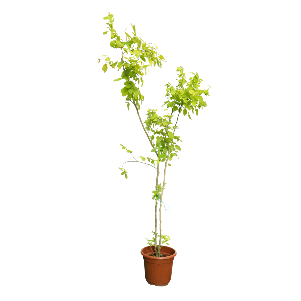 Dendrolobium Umbellatum