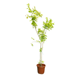 Dendrolobium Umbellatum